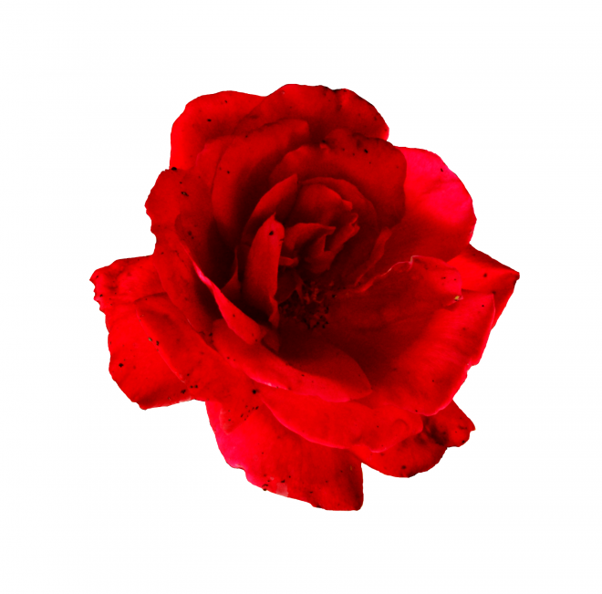 玫瑰_薔薇_花朵_花_玫瑰花_rose_rose