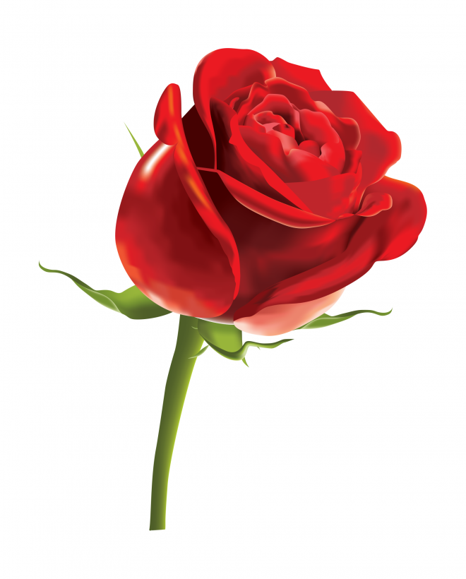 玫瑰_蔷薇_花朵_花_玫瑰花_rose_rose