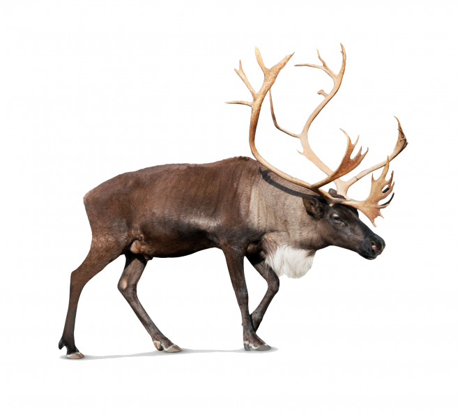 麋鹿_駝鹿_罕達犴_moose_moose