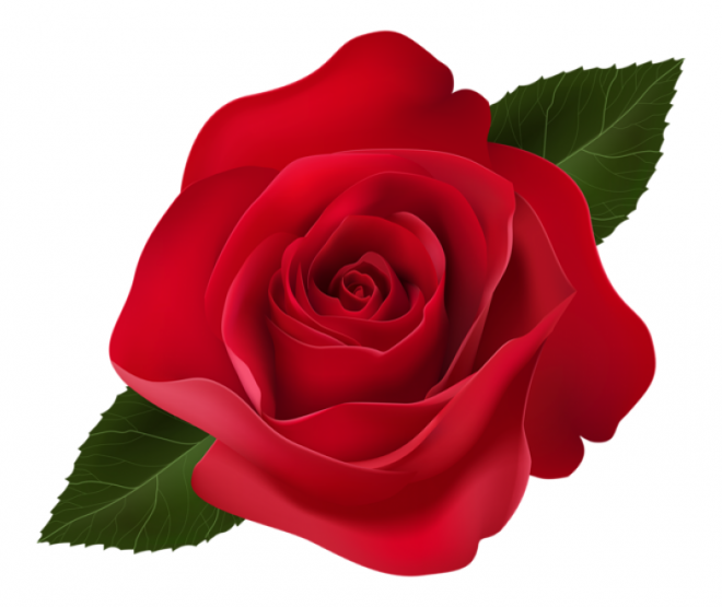玫瑰_薔薇_花朵_花_玫瑰花_rose_rose