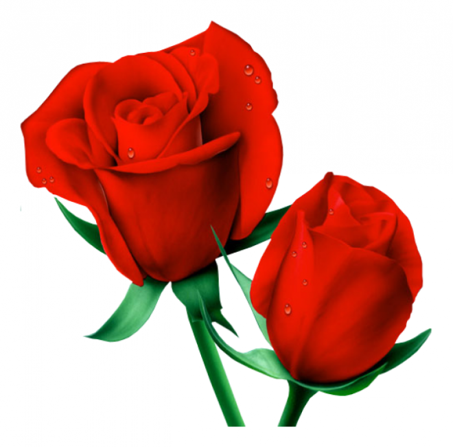 玫瑰_薔薇_花朵_花_玫瑰花_rose_rose