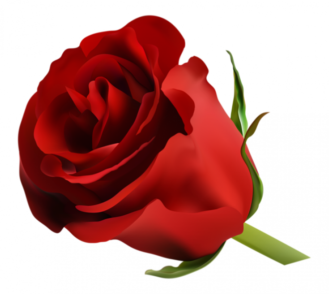 玫瑰_薔薇_花朵_花_玫瑰花_rose_rose