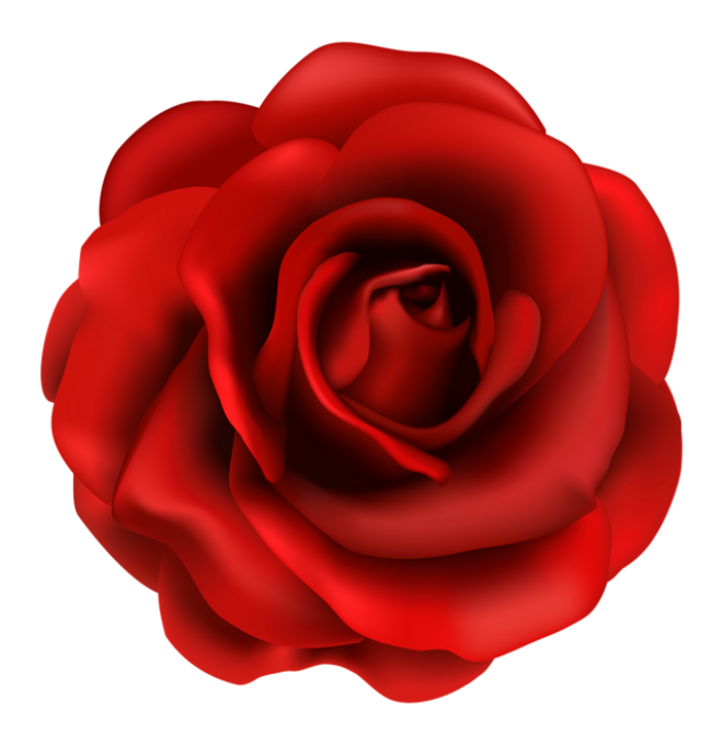 玫瑰_薔薇_花朵_花_玫瑰花_rose_rose