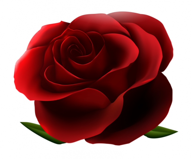 玫瑰_蔷薇_花朵_花_玫瑰花_rose_rose