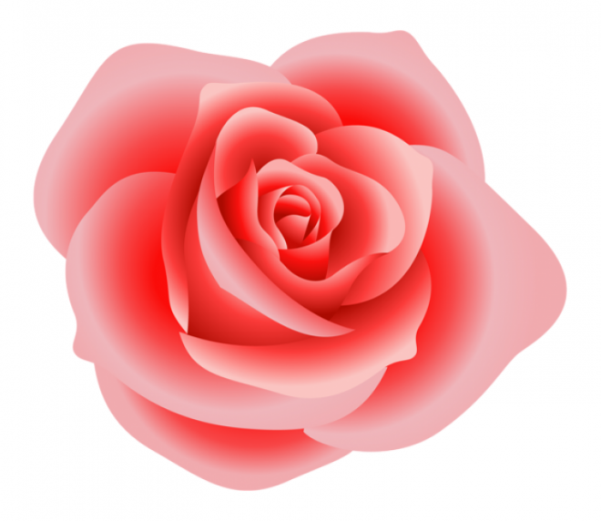 玫瑰_蔷薇_花朵_花_玫瑰花_rose_rose