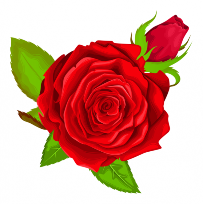 玫瑰_薔薇_花朵_花_玫瑰花_rose_rose