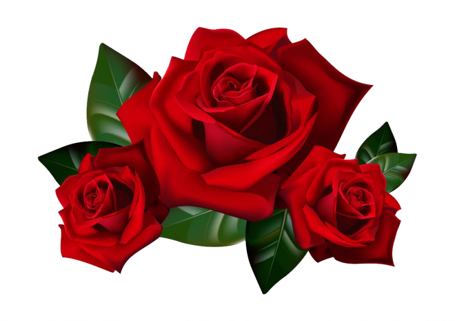 玫瑰_蔷薇_花朵_花_玫瑰花_rose_rose