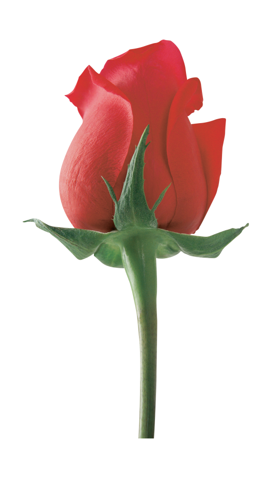玫瑰_蔷薇_花朵_花_玫瑰花_rose_rose