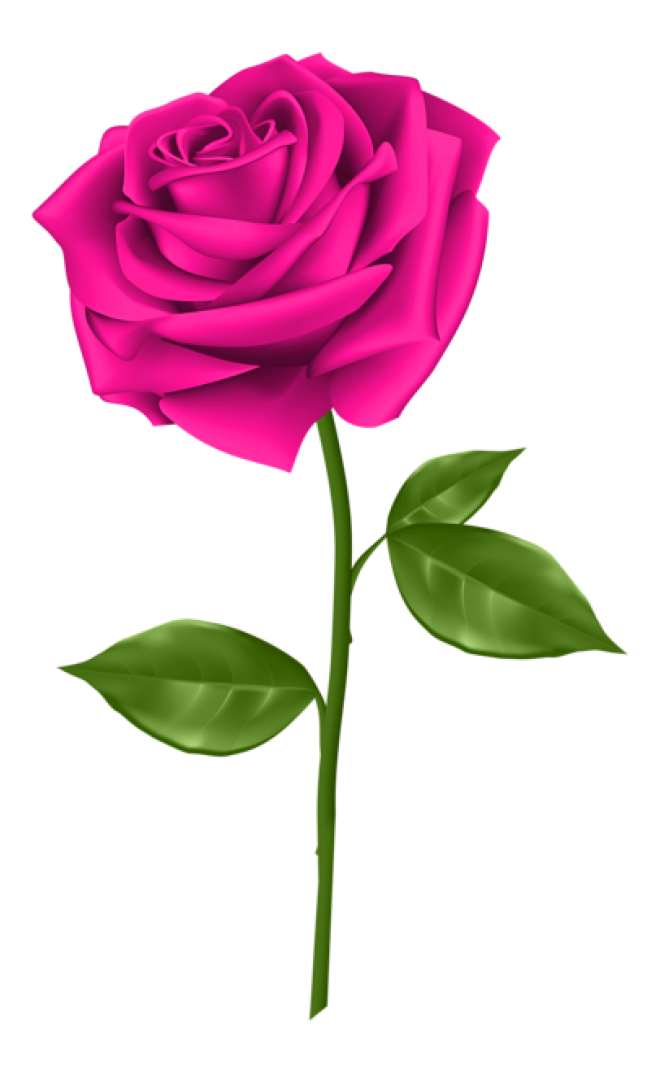 玫瑰_薔薇_花朵_花_玫瑰花_rose_rose