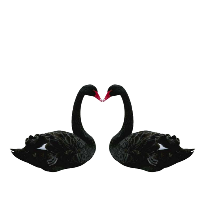 鸟_天鹅_swan_swan