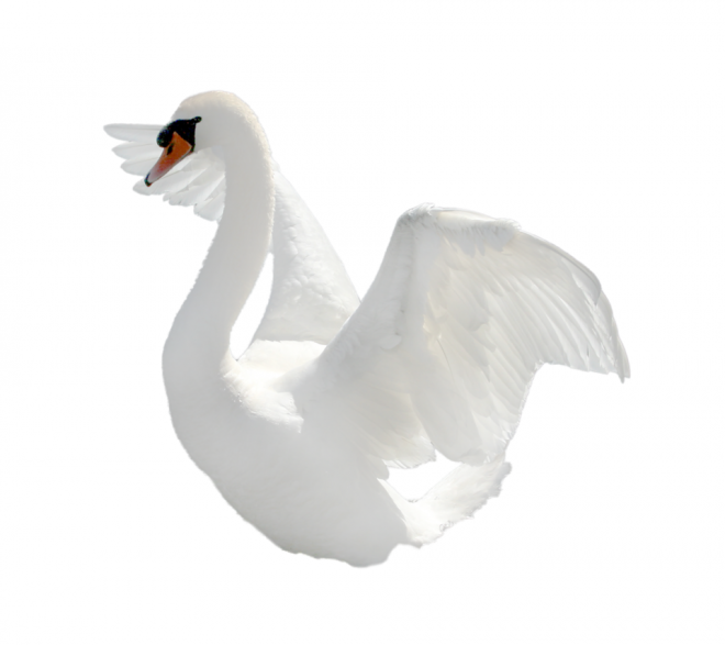 鸟_天鹅_swan_swan