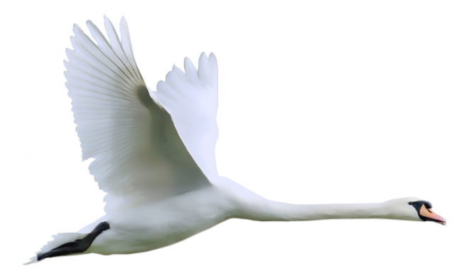 鸟_天鹅_swan_swan