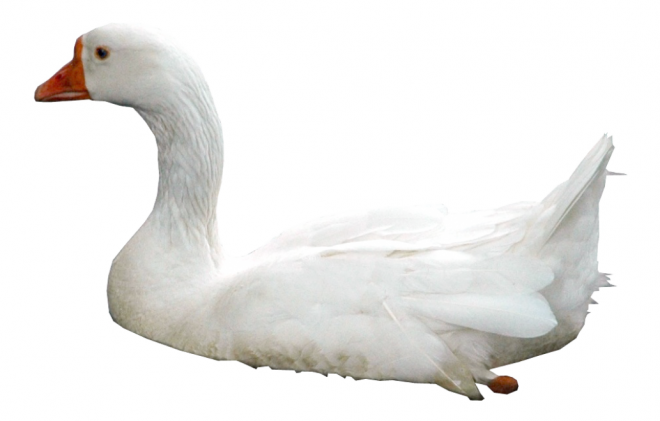 鸟_天鹅_swan_swan