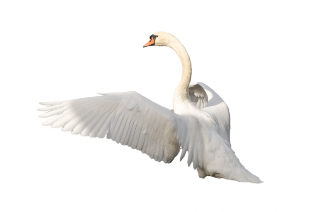 鸟_天鹅_swan_swan