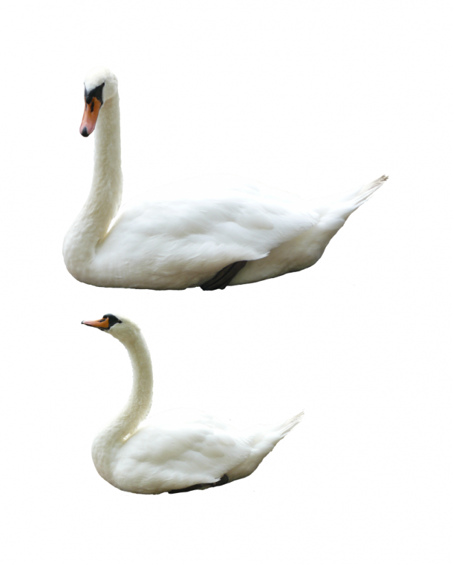 鸟_天鹅_swan_swan
