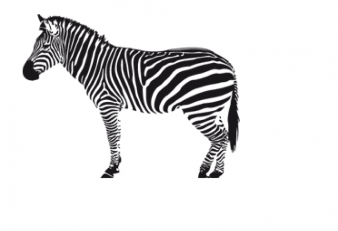 斑马_zebra_zebra