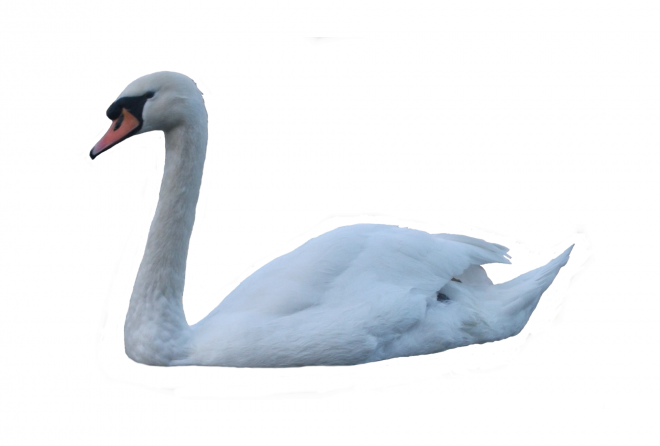 鸟_天鹅_swan_swan