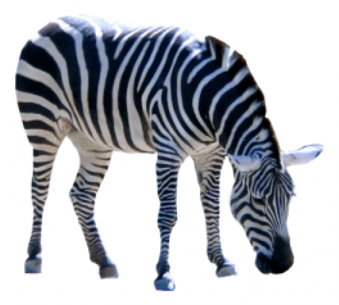 斑马_zebra_zebra