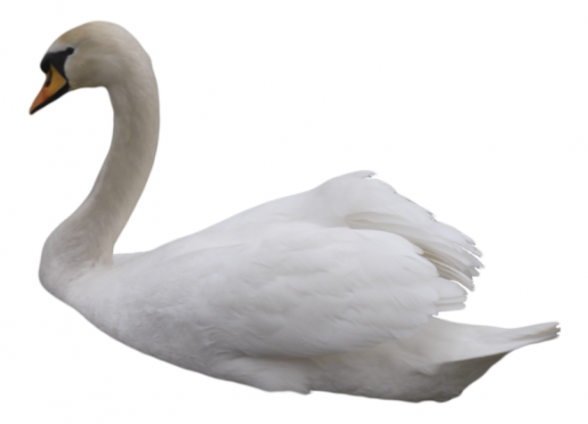 鸟_天鹅_swan_swan