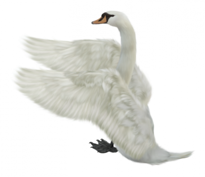 鸟_天鹅_swan_swan