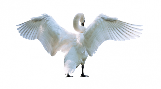 鸟_天鹅_swan_swan
