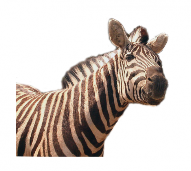 斑马_zebra_zebra