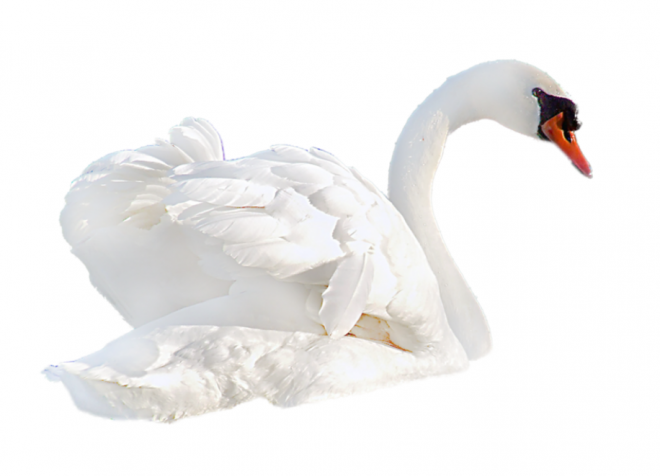 鸟_天鹅_swan_swan
