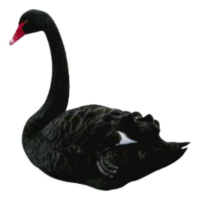 鸟_天鹅_swan_swan