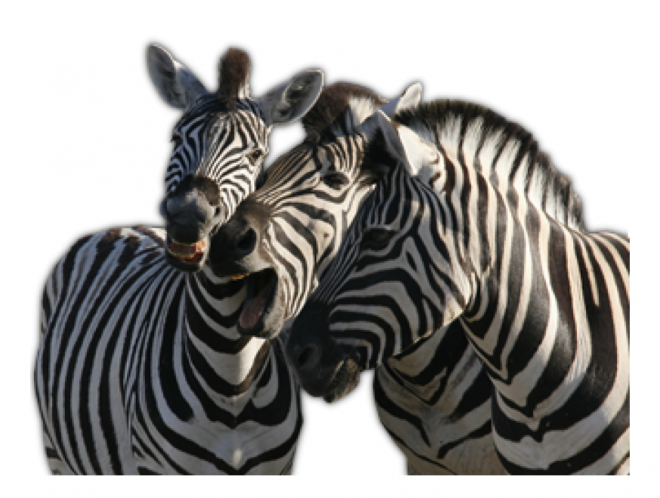 斑马_zebra_zebra