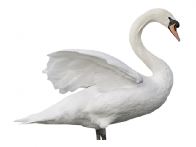 鸟_天鹅_swan_swan