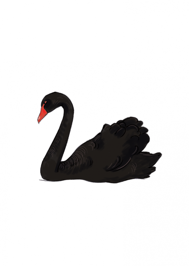 鸟_天鹅_swan_swan