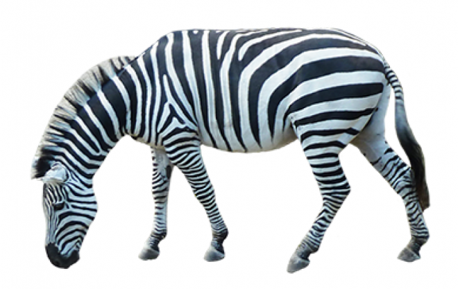 斑马_zebra_zebra