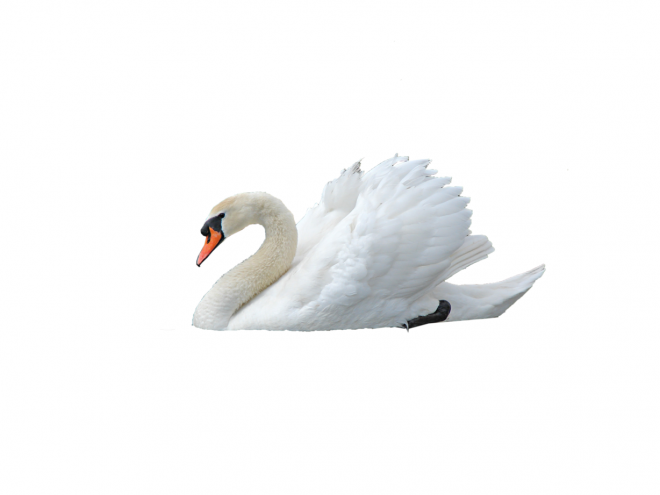 鸟_天鹅_swan_swan