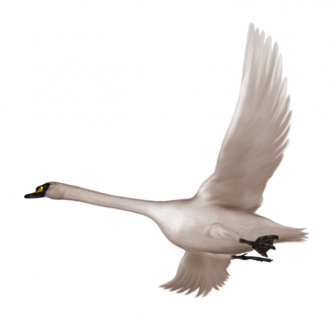鸟_天鹅_swan_swan