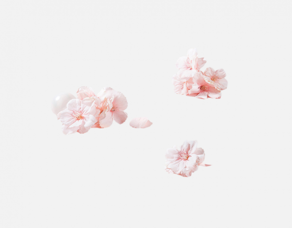 桃花櫻花png