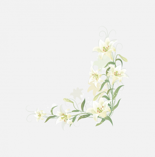 百合花