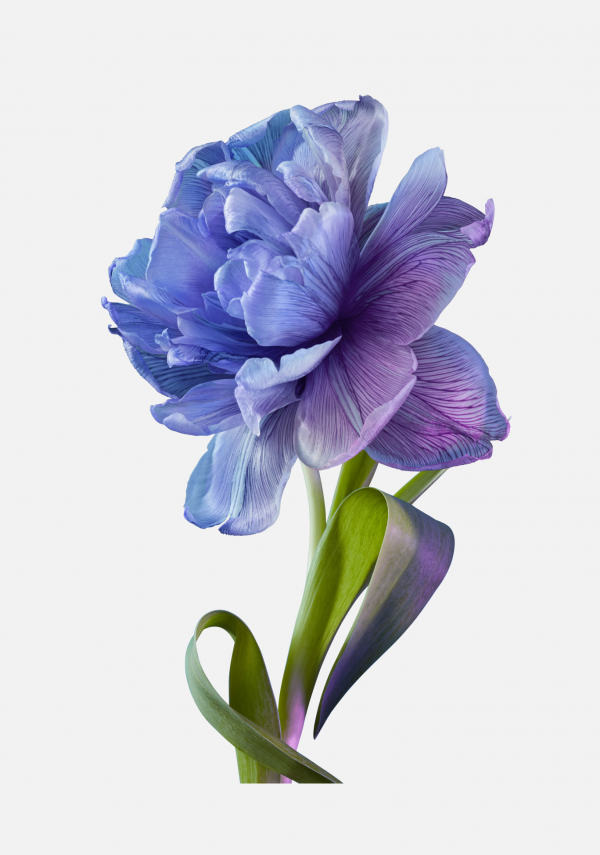 花瓣PNG素材