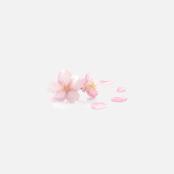 櫻花 花瓣 透明圖 PNG