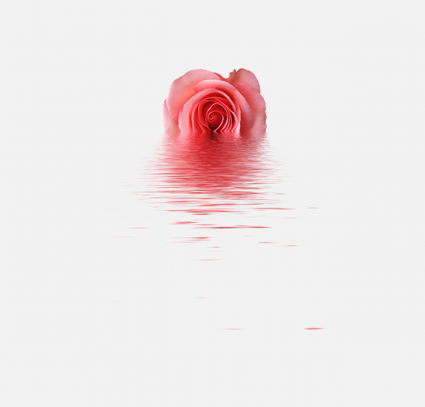 花瓣PNG素材
