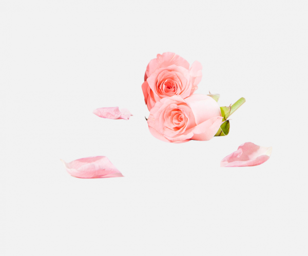 花瓣PNG素材
