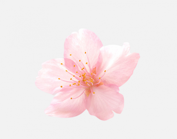 桃花花瓣