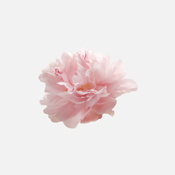 女王节 母亲节鲜花免扣png